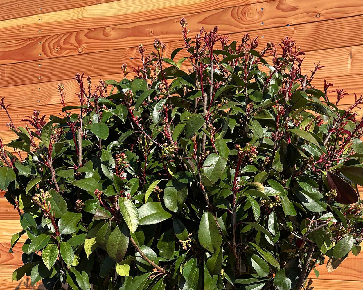 Glanzmispel  Photinia 'Red Robin' (Mehrstmmig)  Blupf by Kitzinger