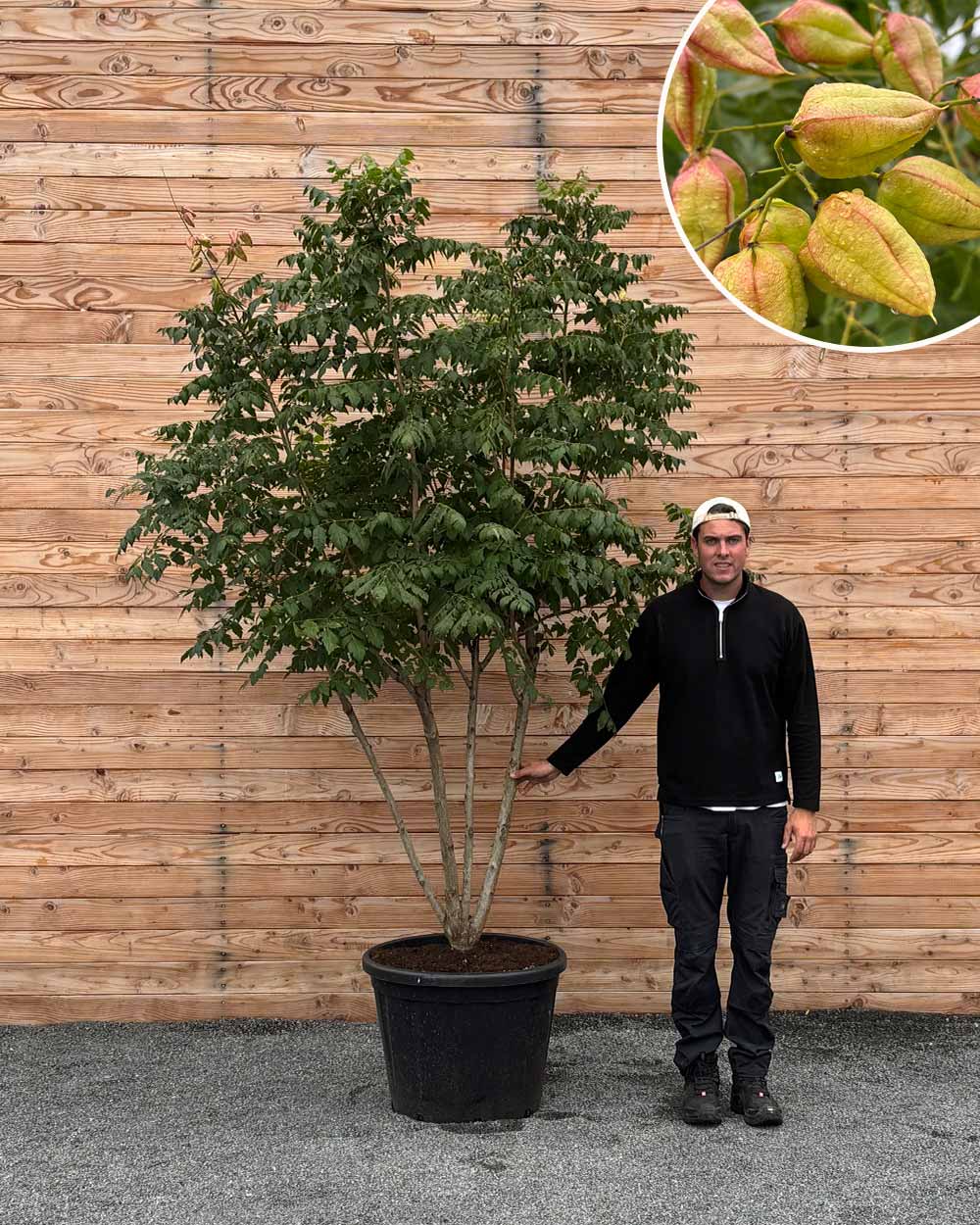 Blasenbaum – Koelreuteria paniculata (Mehrstämmig) – Blupf by Kitzinger