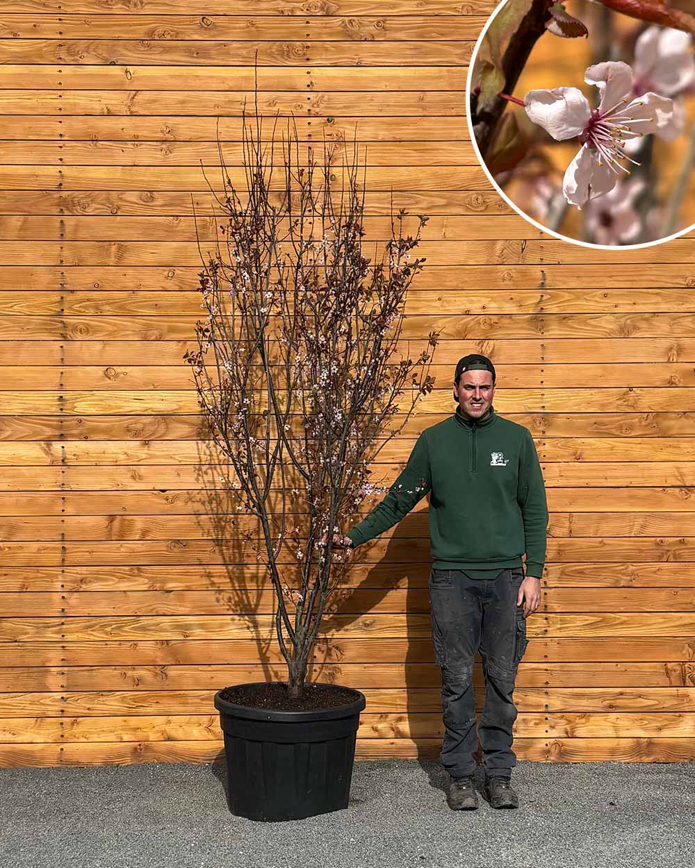 Blutpflaume – Prunus cerasifera ‘Nigra’ (Mehrstämmig)