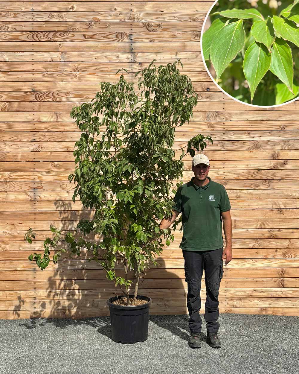Chinesischer Blumenhartriegel – Cornus kousa chinensis (Mehrstämmig)