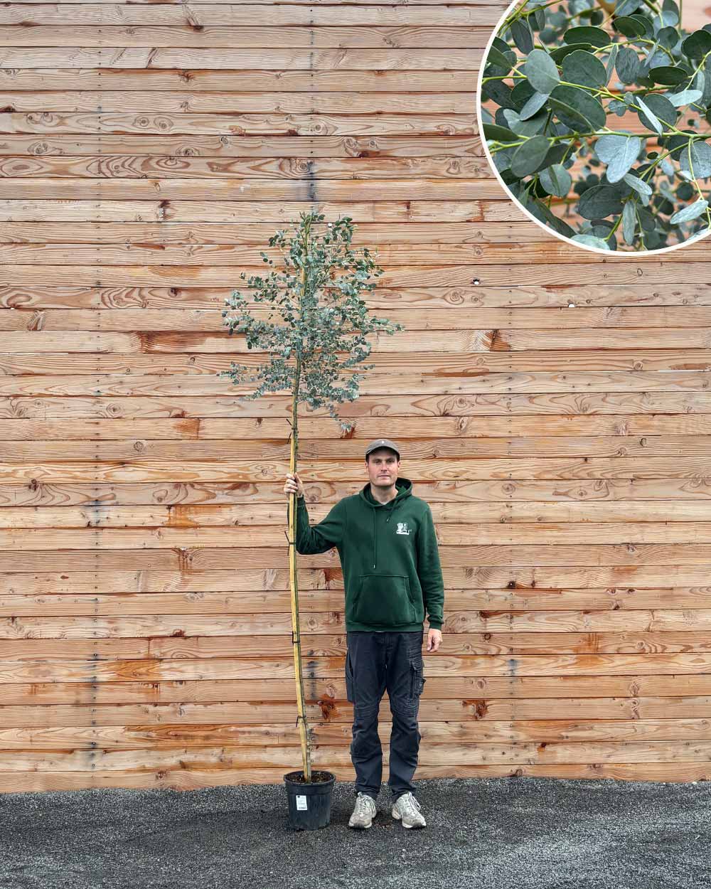 eukalyptusbaum düngen Eukalyptus – Eucalyptus gunnii 'Azura' (Hochstamm) – Blupf by Kitzinger
