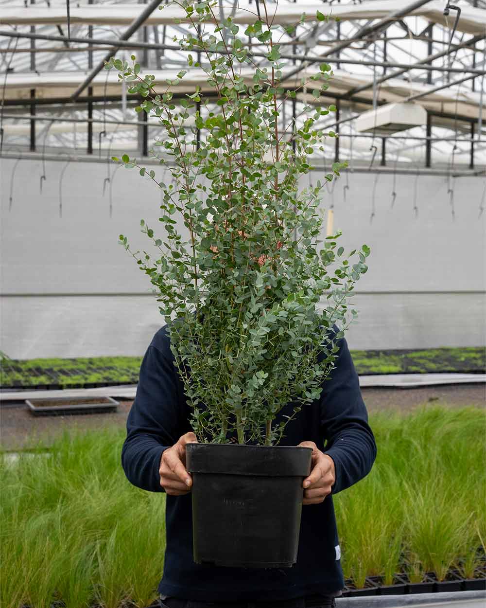 Eukalyptus – Eucalyptus 'Compact Silver' (Höhe 90-110 cm) (Ø 30 cm) – Blupf  by Kitzinger