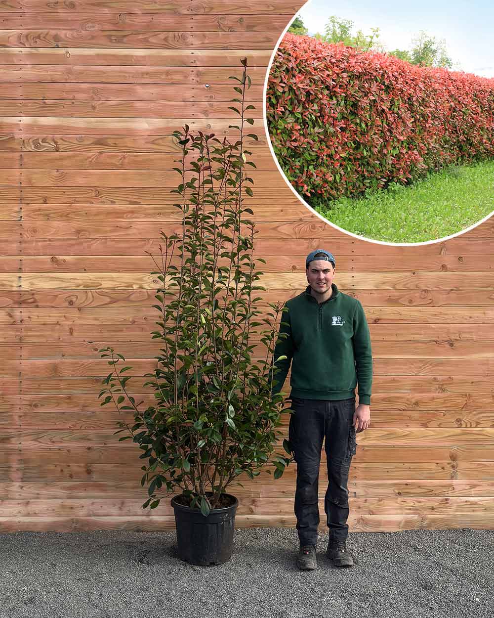 Glanzmispel – Photinia 'Red Robin' (Hecke) – Blupf by Kitzinger