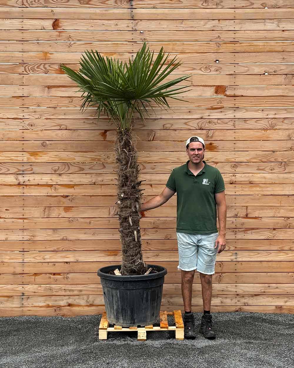 Chinesische Hanfpalme – Trachycarpus fortunei – Blupf by Kitzinger