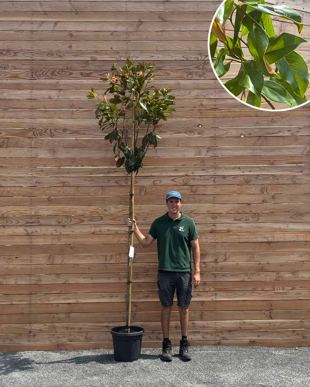 bonsai dünger selber machen Bonsaidünger - Mineralischer NPK Flüssigdünger mit Stickstoff main image 0