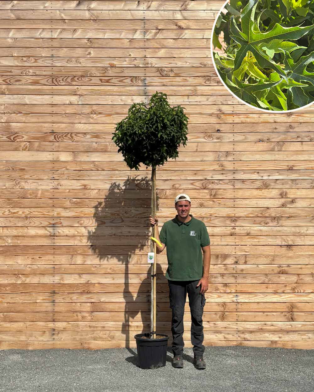 Kugel-Amberbaum  Liquidambar styraciflua (Hochstamm)
