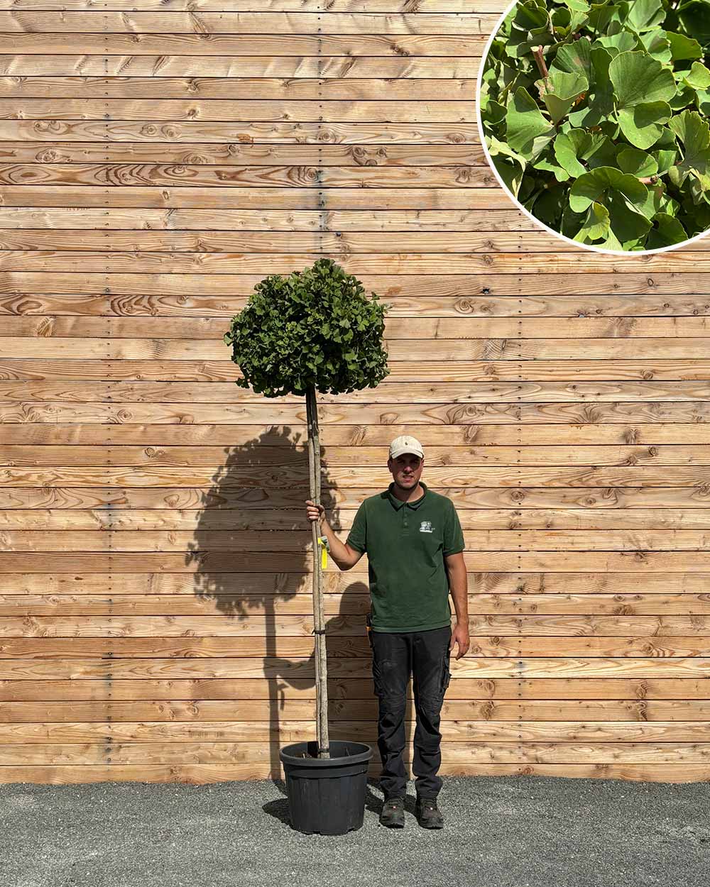 Ginkgo – Ginkgo biloba ‘Mariken’ (Hochstamm)