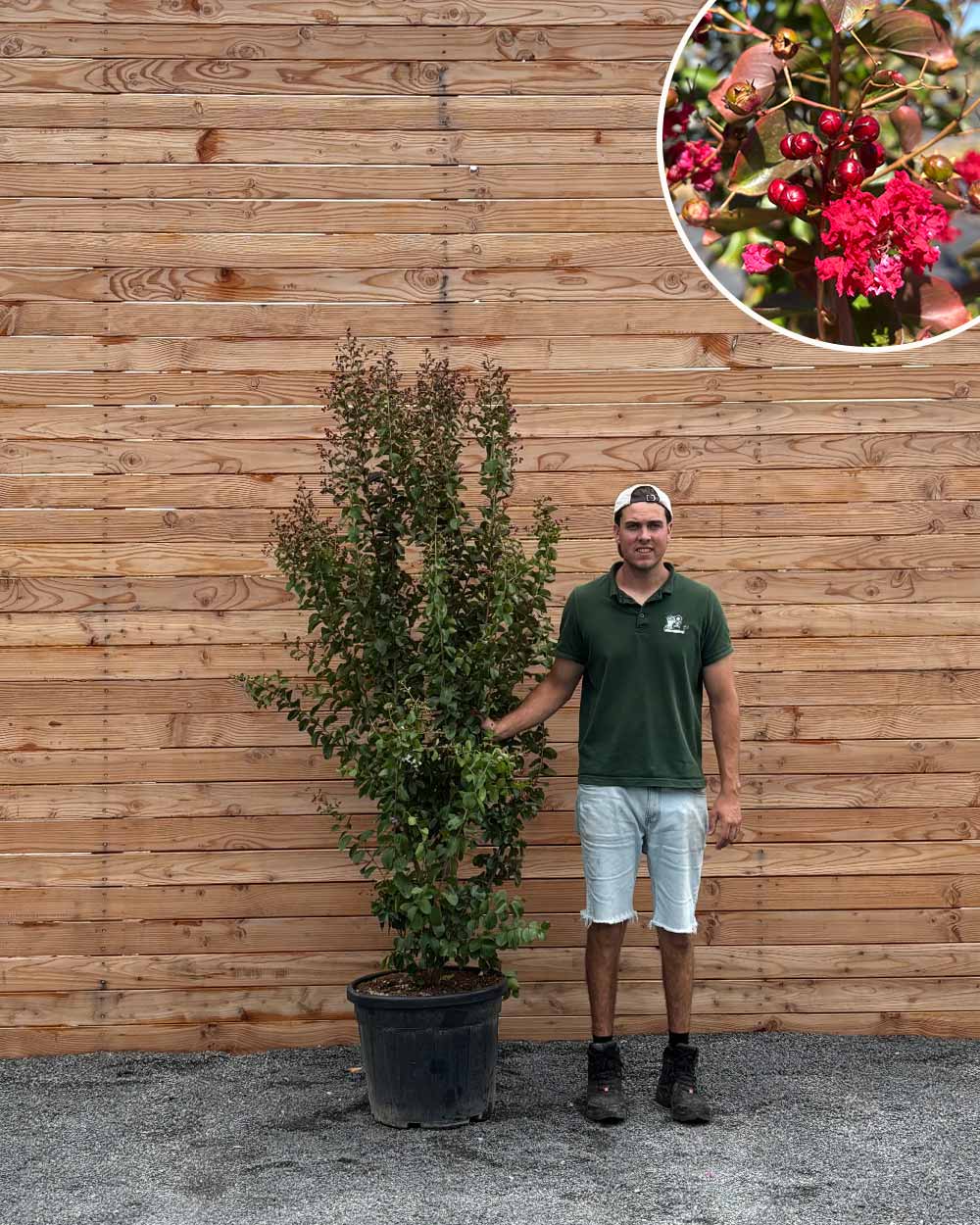 Lagerströmie – Lagerstroemia indica 'Dynamite' (Mehrstämmig) – Blupf by  Kitzinger