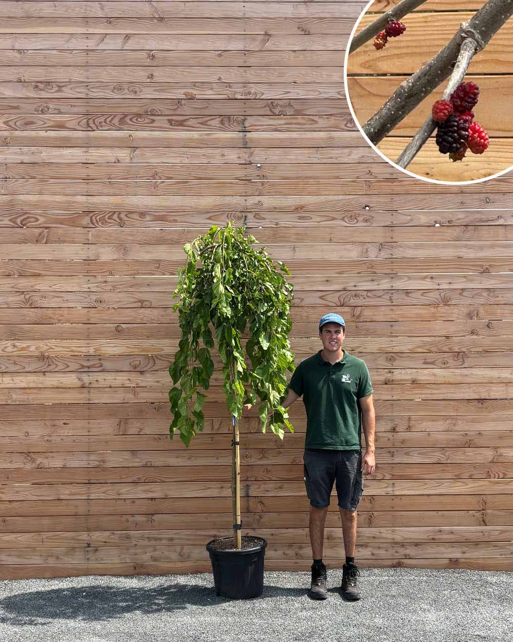 Hängende Maulbeere – Morus alba ‘Pendula’ (Hochstamm)