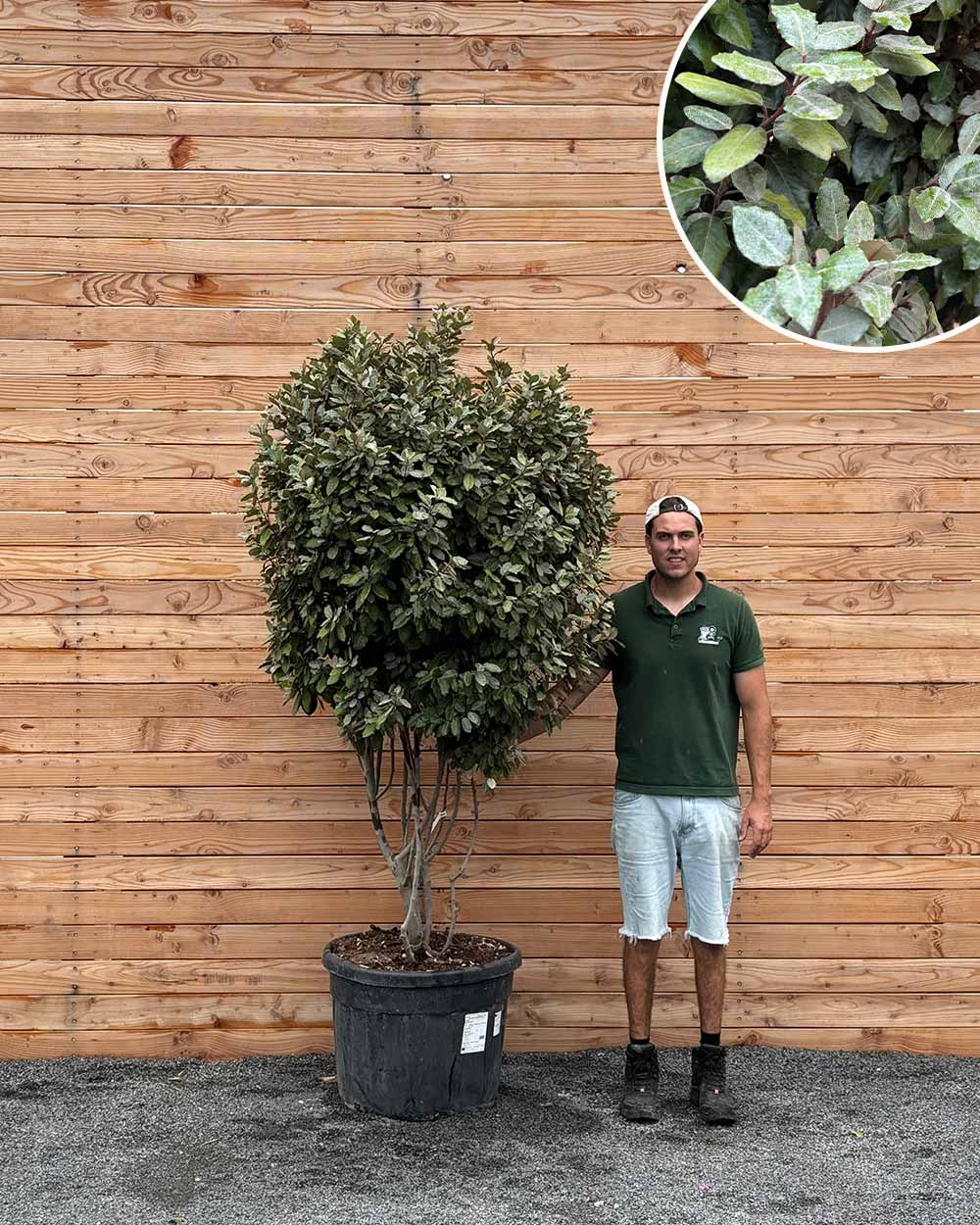 eibe mehrstämmig Ölweide – Elaeagnus ebbingei 'Compacta' (Mehrstämmig) – Blupf by Kitzinger