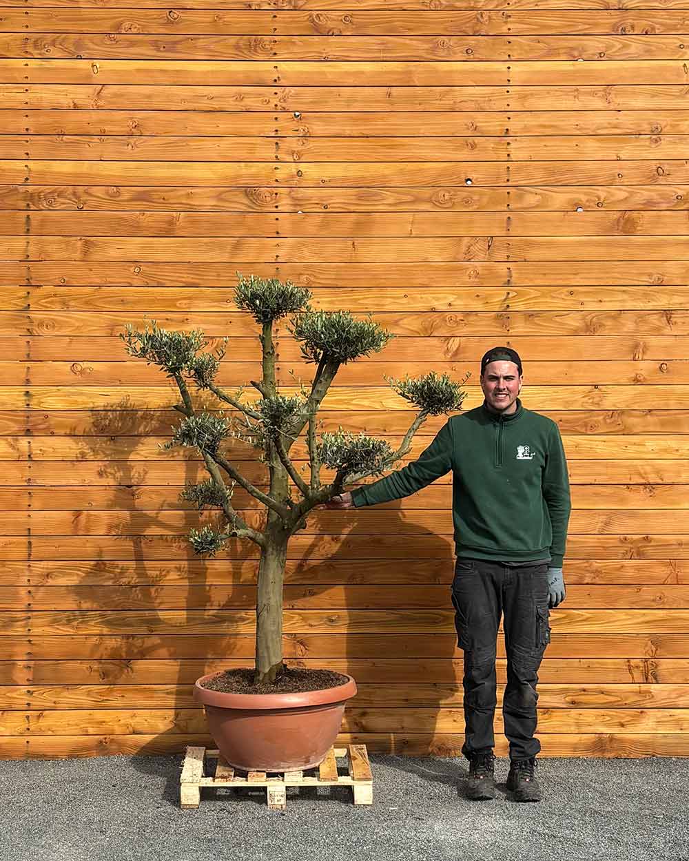 Olivenbaum – Olea europaea ‘Koroneiki’ (Pon Pon) (Balance)