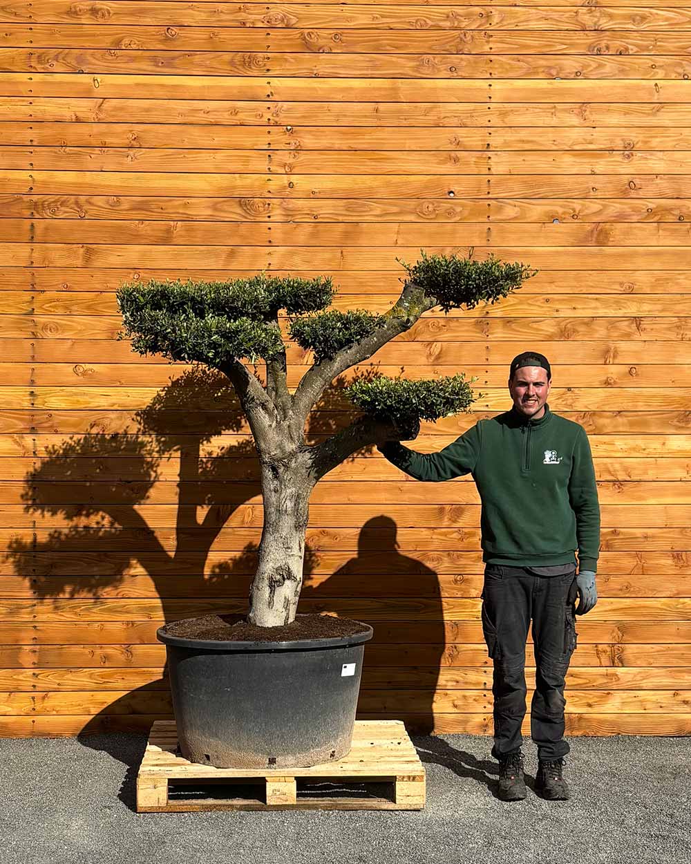 Olivenbaum – Olea europaea ‘Hojiblanca’ (Pon Pon) (Vita) (C2)