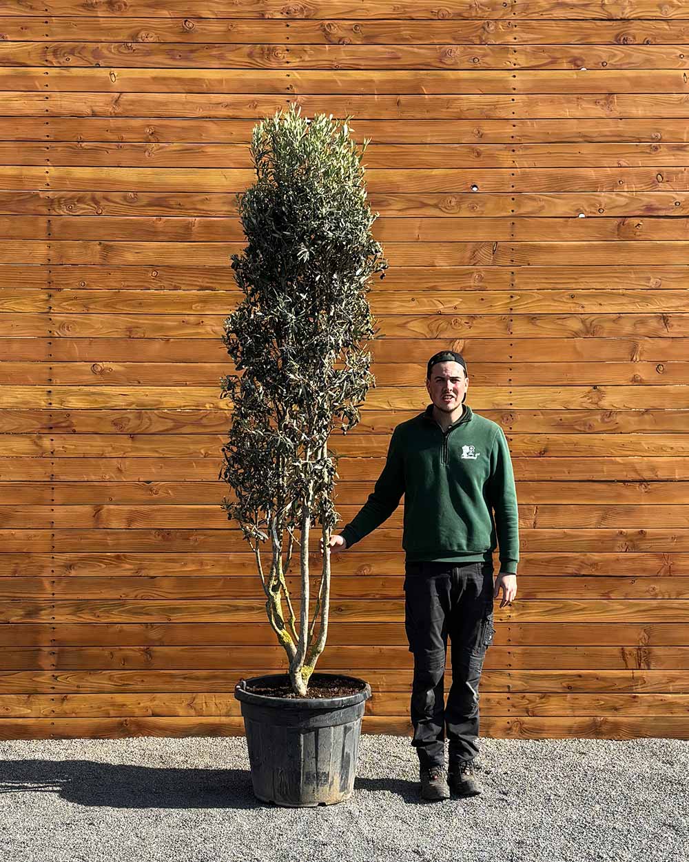 Olivenbaum – Olea europaea ‘Cipressino’ (Mehrstämmig)