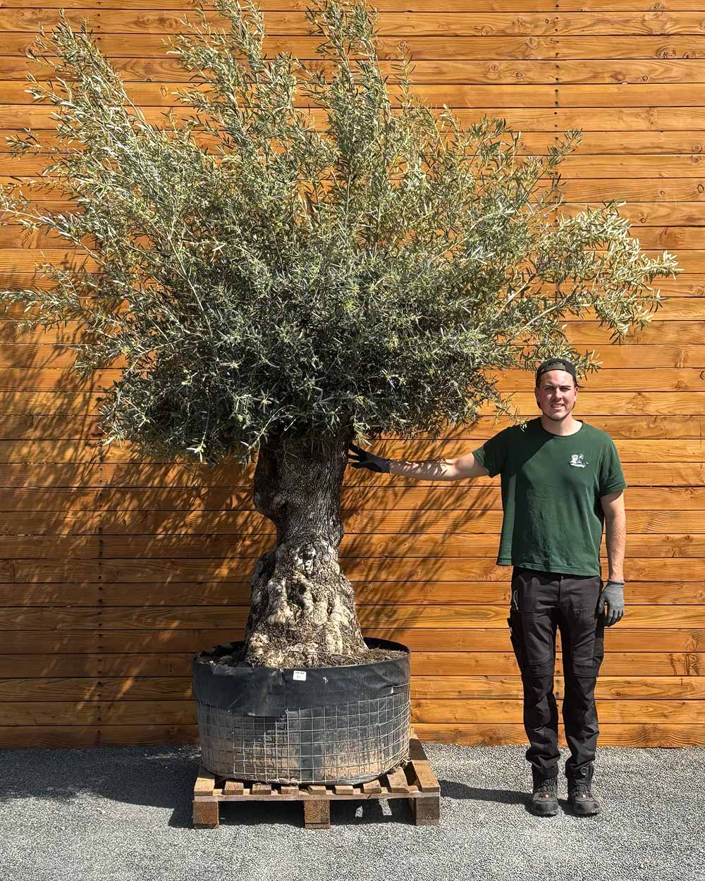 Olivenbaum – Olea europaea ‘Hojiblanca’ (Netz) (Colosso) (F10)
