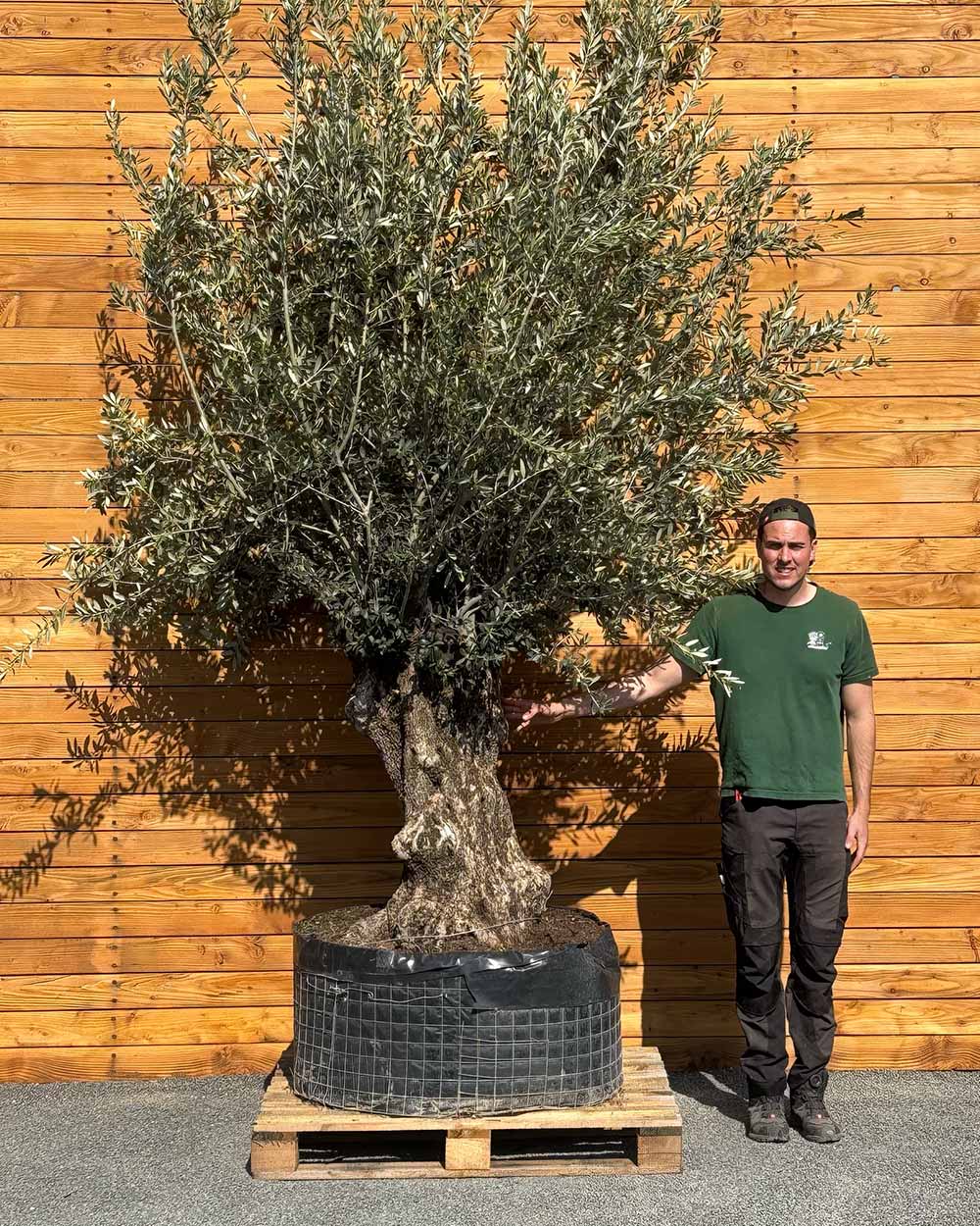 Olivenbaum – Olea europaea 'Hojiblanca' (Netz) (Colosso) (F22) – Blupf by  Kitzinger