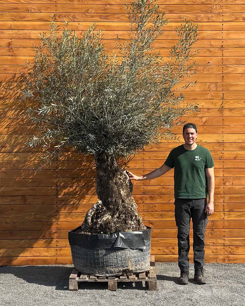 Olivenbaum – Olea europaea ‘Hojiblanca’ (Netz) (Colosso) (F3)