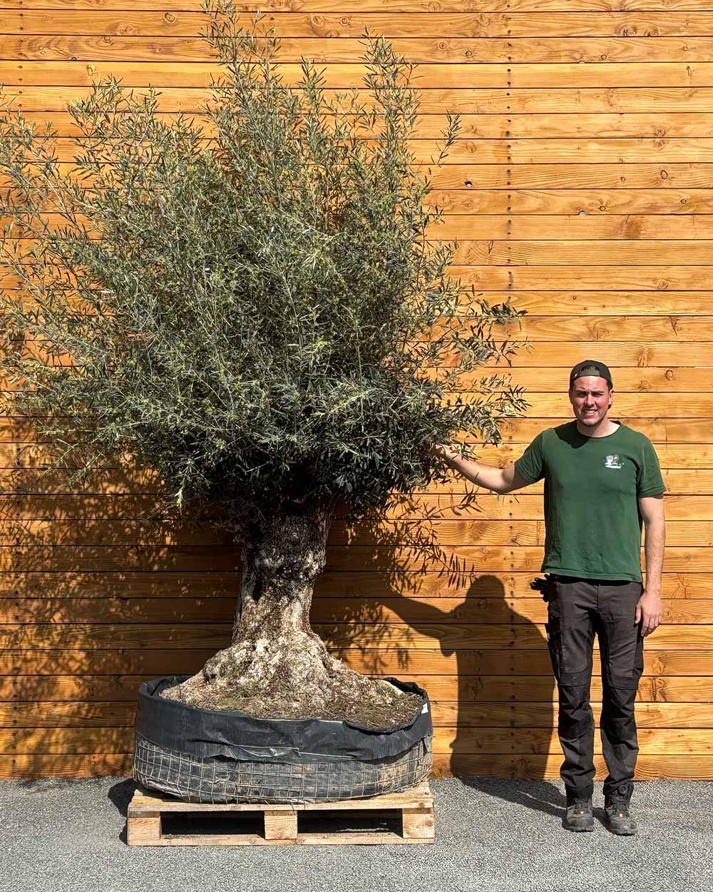 Olivenbaum – Olea europaea ‘Hojiblanca’ (Netz) (Colosso) (F7)