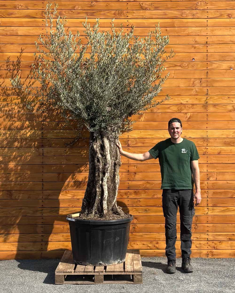 Olivenbaum – Olea europaea ‘Picual’ (Grande) (H17)