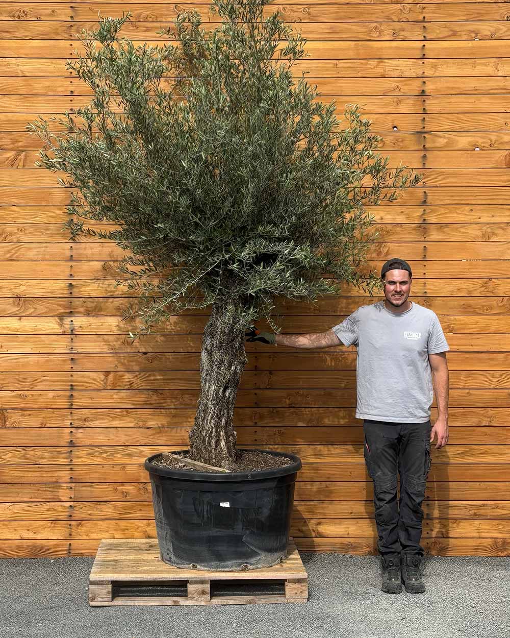 bild olivenbaum Olivenbaum – Olea europaea 'Picual' (Grande) (H4) – Blupf by Kitzinger