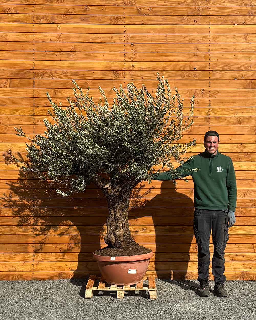 Olivenbaum – Olea europaea ‘Hojiblanca’ (Dekoschale) (Medio)