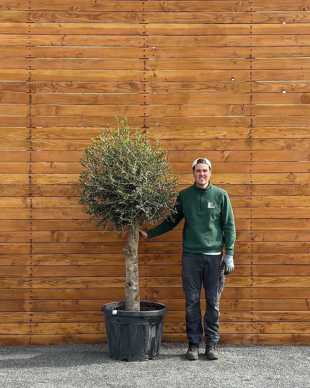 Olivenbaum – Olea europaea 'Arbequina' – Blupf by Kitzinger