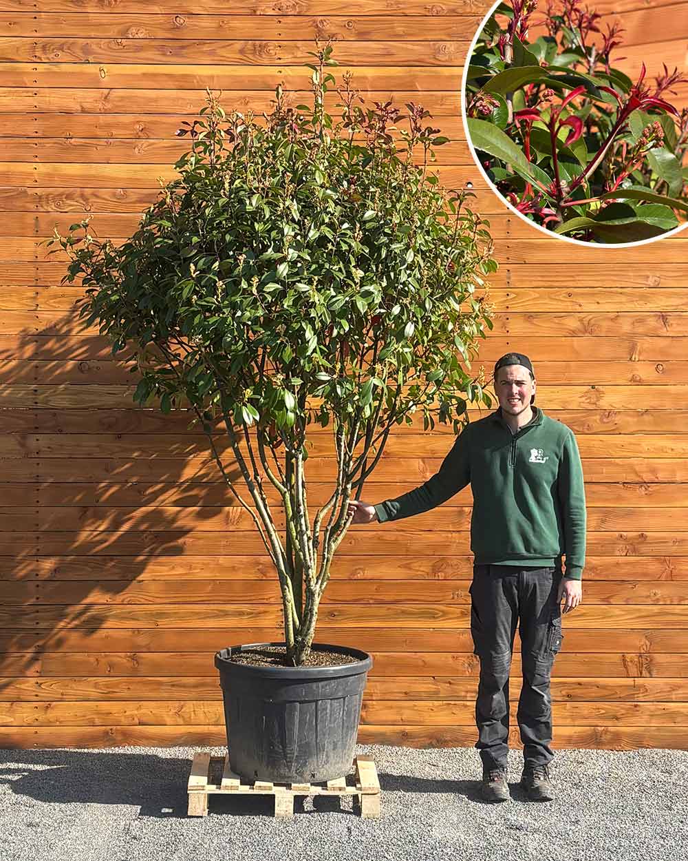 Glanzmispel – Photinia 'Red Robin' (Mehrstämmig) – Blupf by Kitzinger
