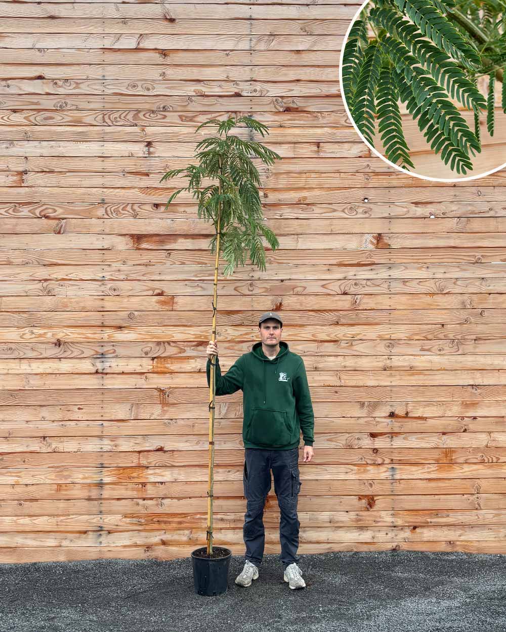 Seidenbaum – Albizia julibrissin