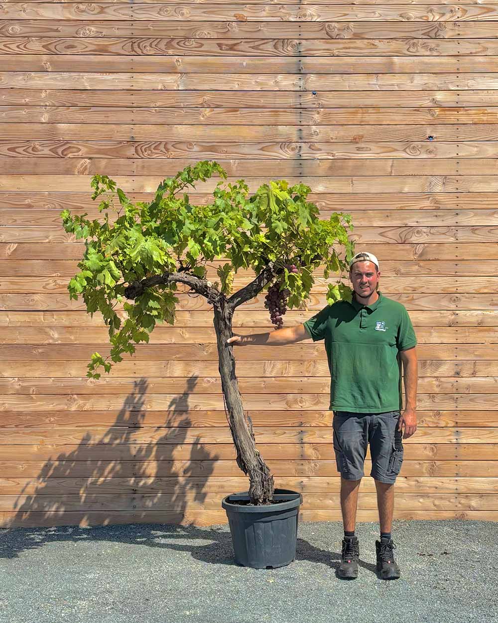 Weiße Weinrebe – Vitis vinifera ‘Aledo’ (Kernlos)