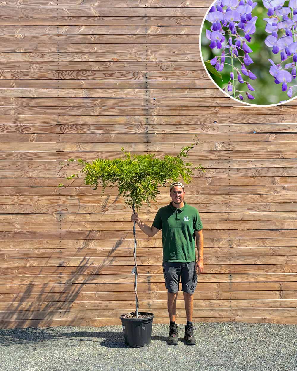 Japanischer Blauregen – Wisteria floribunda ‘Ato Koku Riu’ (Hochstamm)