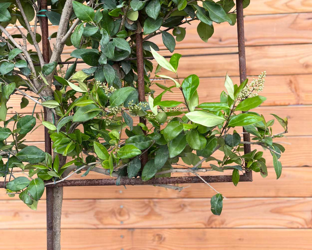 Immergrüner Liguster – Ligustrum japonicum