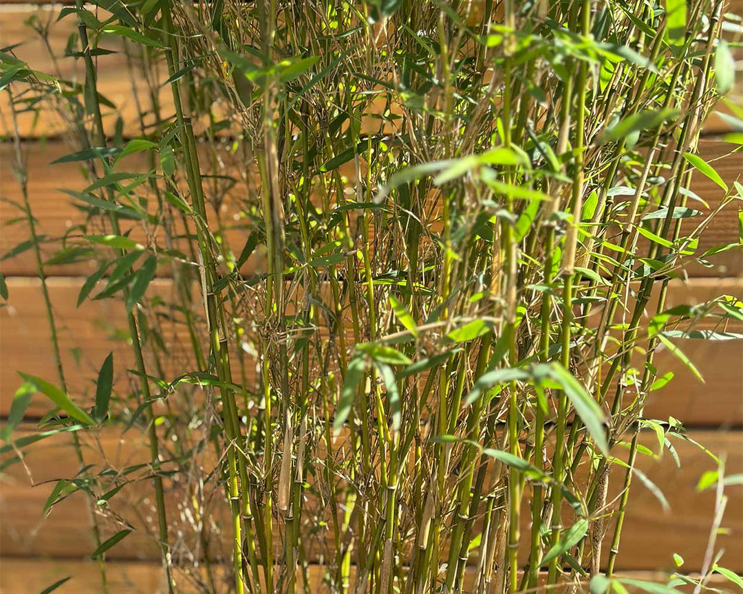 Gartenbambus – Fargesia Jiuzhaigou ‘Honey Guide®’
