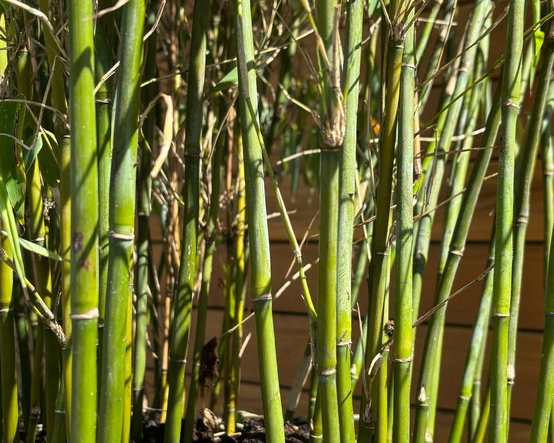 Elfenbeinbambus Fargesia 'Ivory Ibis®'