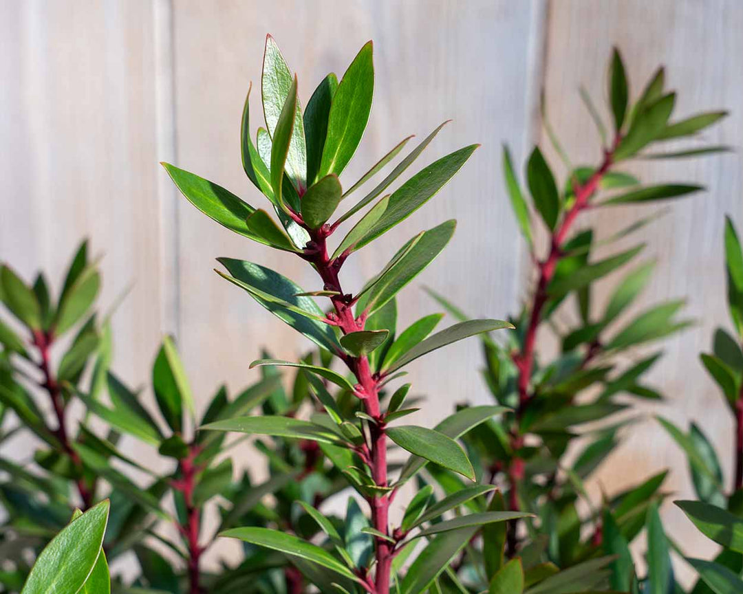 Tasmanischen Bergpfeffer (Tasmannia lanceolata)