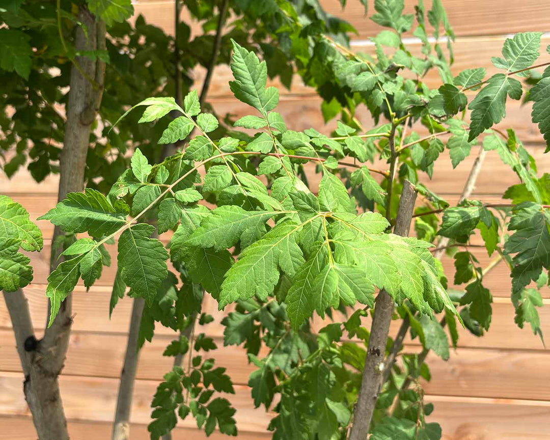 Blasenbaum – Koelreuteria paniculata