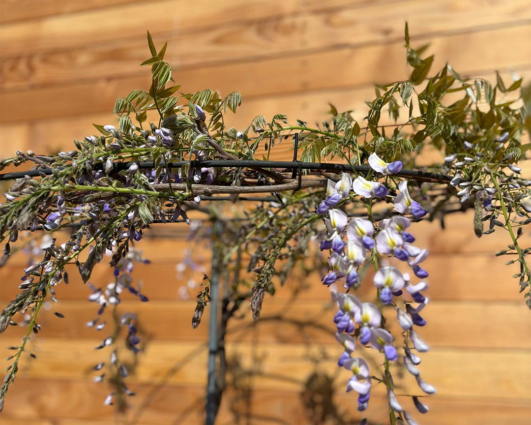Japanische Blauregen (Wisteria floribunda Ato Koku Riu)