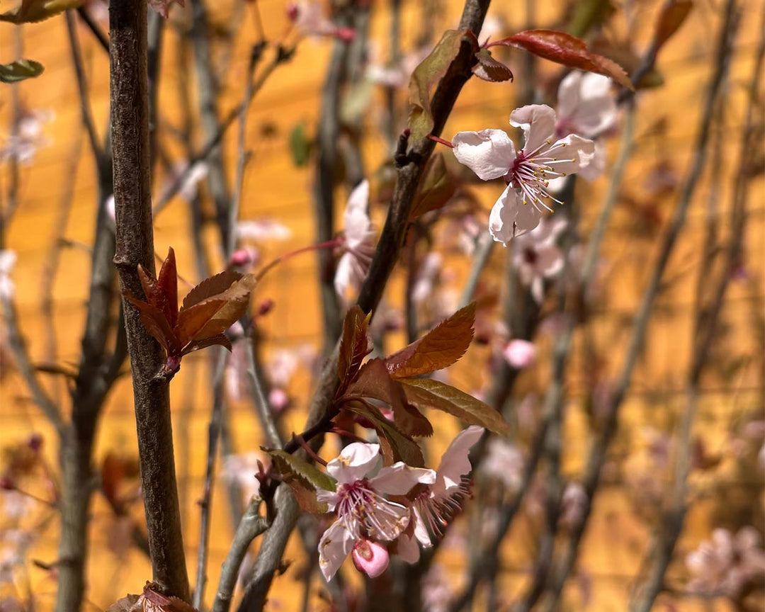 Blutpflaume – Prunus cerasifera ‘Nigra’ (Mehrstämmig)