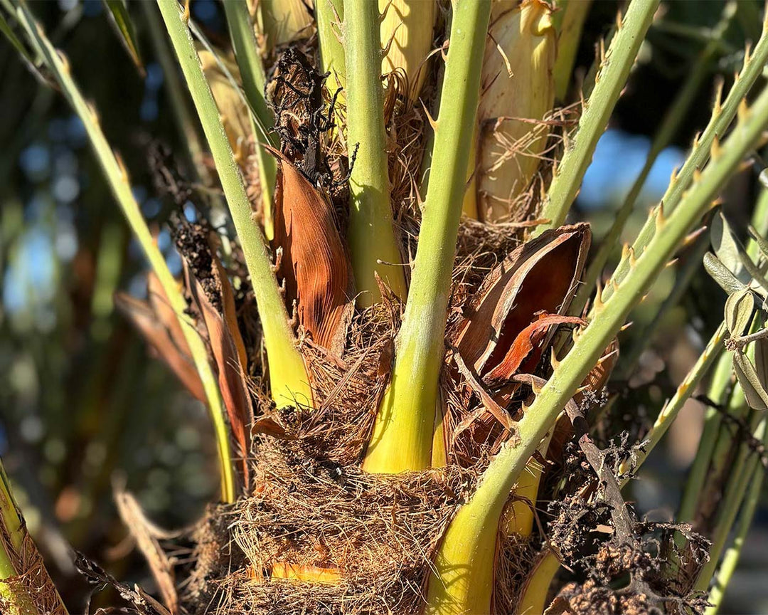 Zwergpalme (Chamaerops humilis)