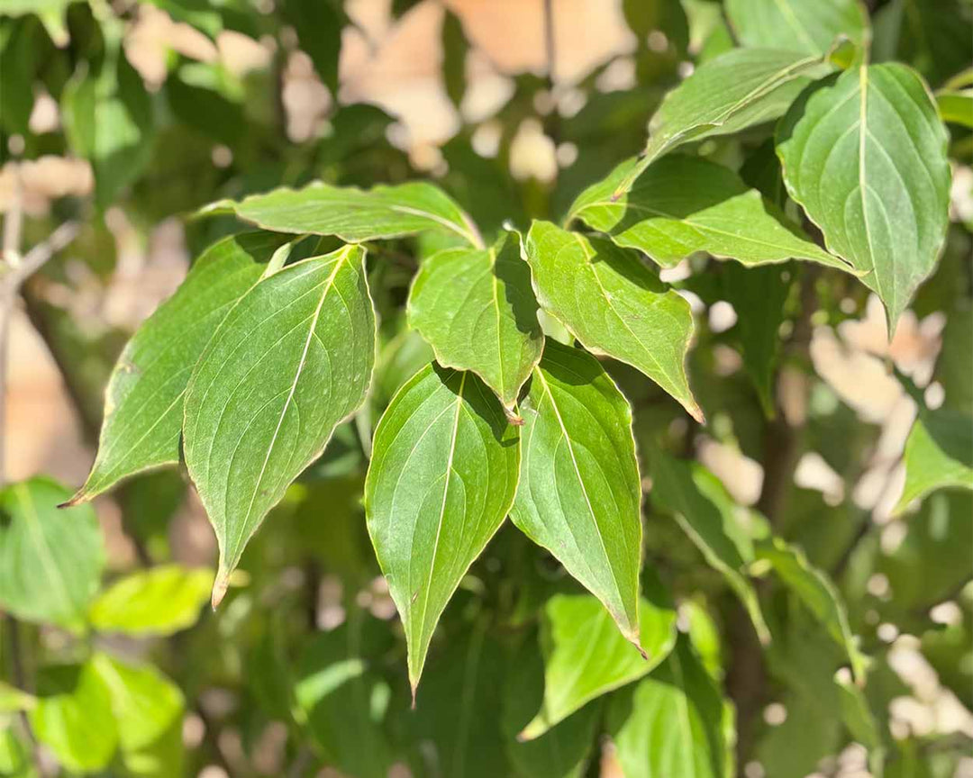 Chinesische Blumenhartriegel "Cornus kousa chinensis"