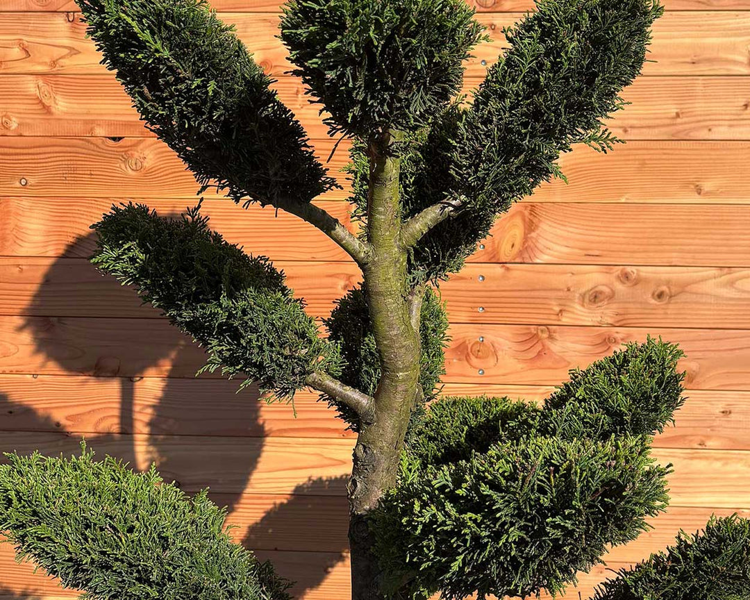 Leyland-Zypresse (Cupressus Leylandii Bonsai)