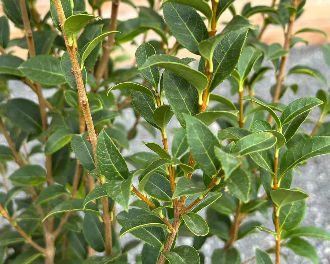 Duftblüte (Osmanthus x burkwoodii)
