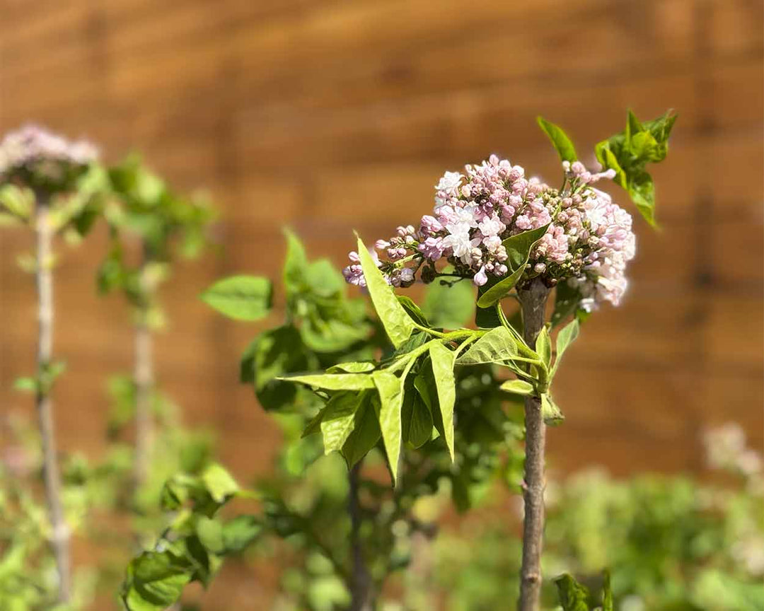 Edelflieder - Syringa vulgaris ‘Beauty of Moscow’ (Mehrstämmig)
