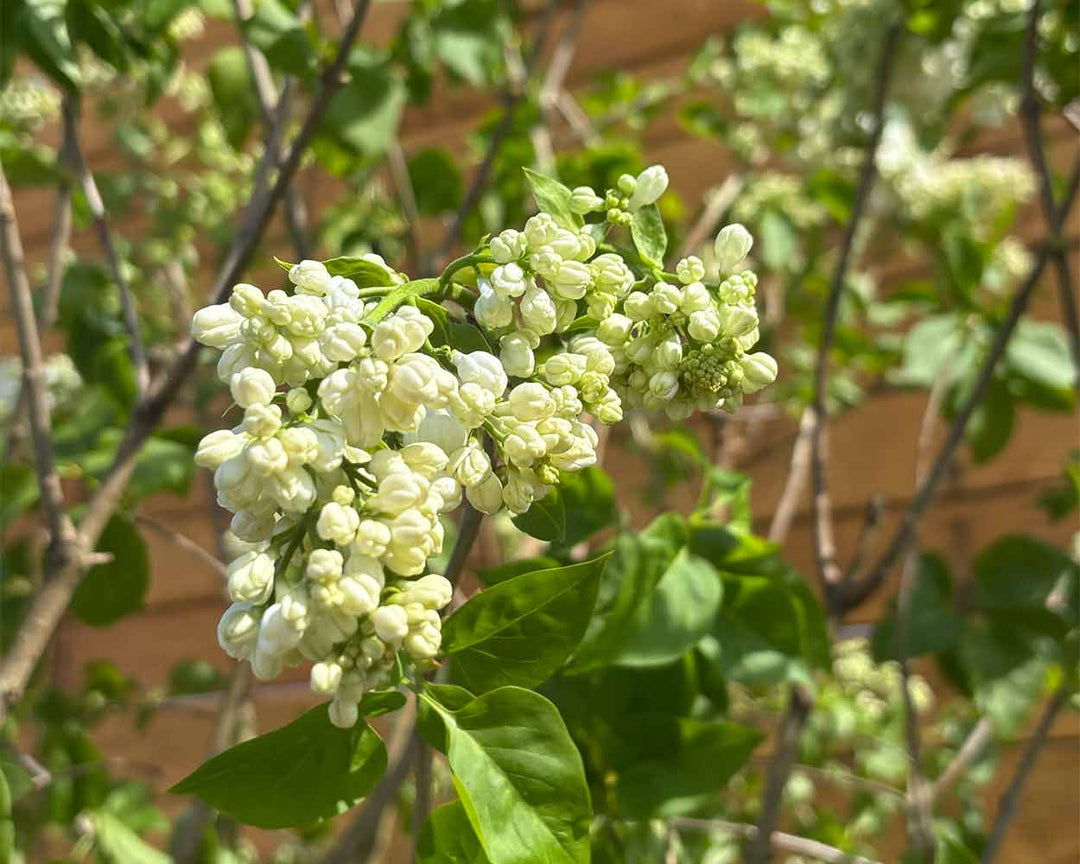 Edelflieder - Syringa vulgaris ‘Monique Lemoine’ (Mehrstämmig)