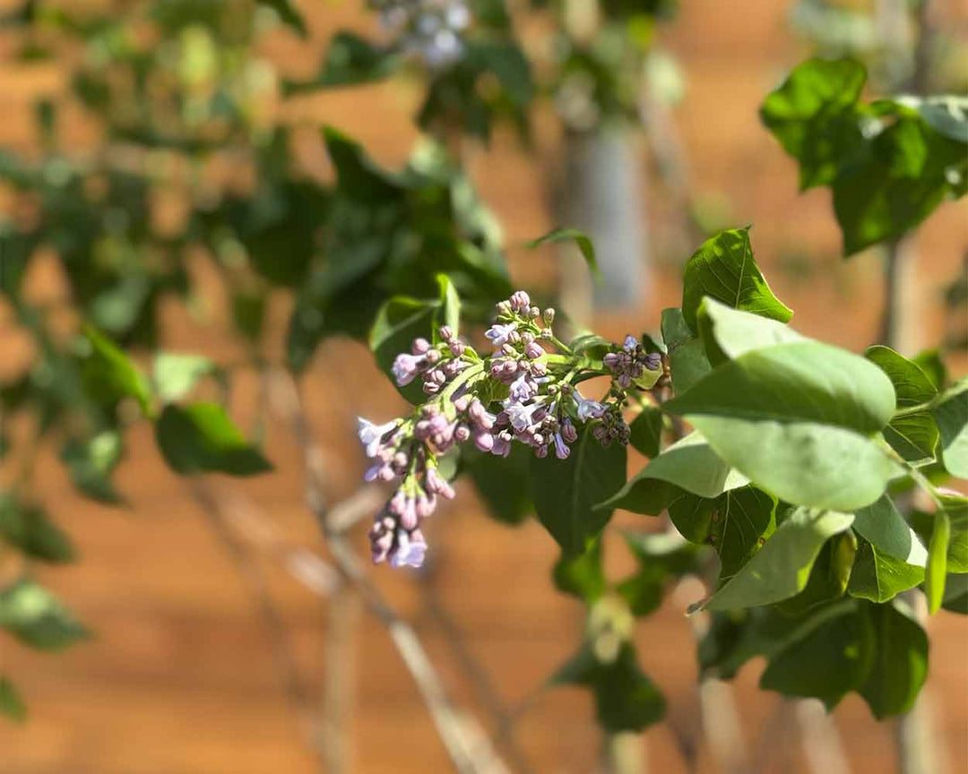 Edelflieder - Syringa vulgaris ‘Norrfjärden’ (Mehrstämmig)