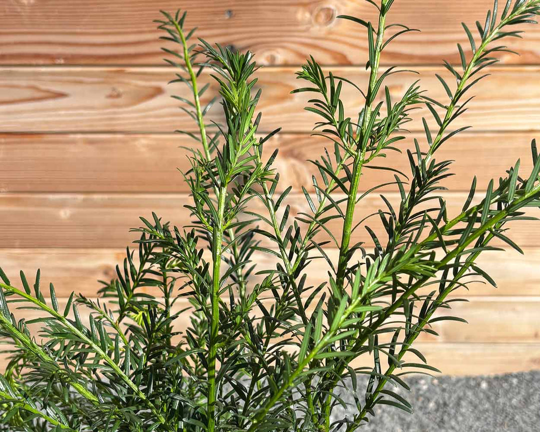 Eibe (Taxxus Baccata) Hecke