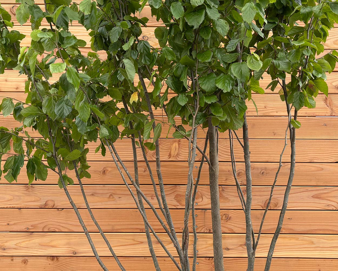 Eisenholzbaum – Parrotia persica