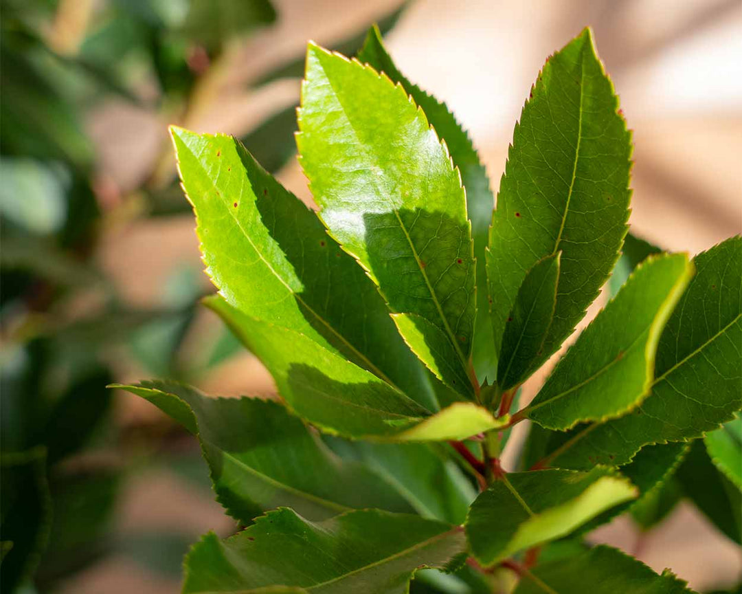 Erdbeerbaum – Arbutus unedo ‘Compacta’