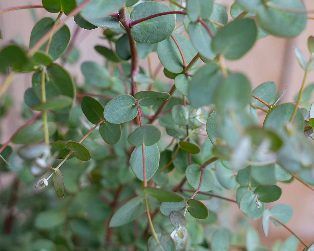 Eukalyptus – Eucalyptus ‘Compact Silver’