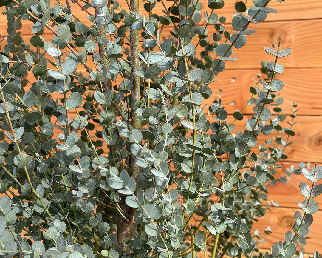 Eukalyptus – Eucalyptus gunnii ‘Azura’