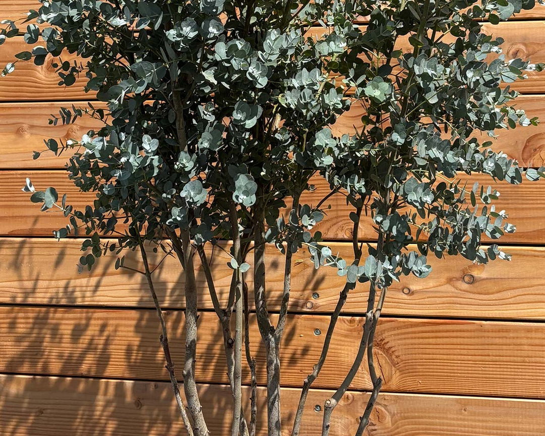 Eukalyptus Gunnii