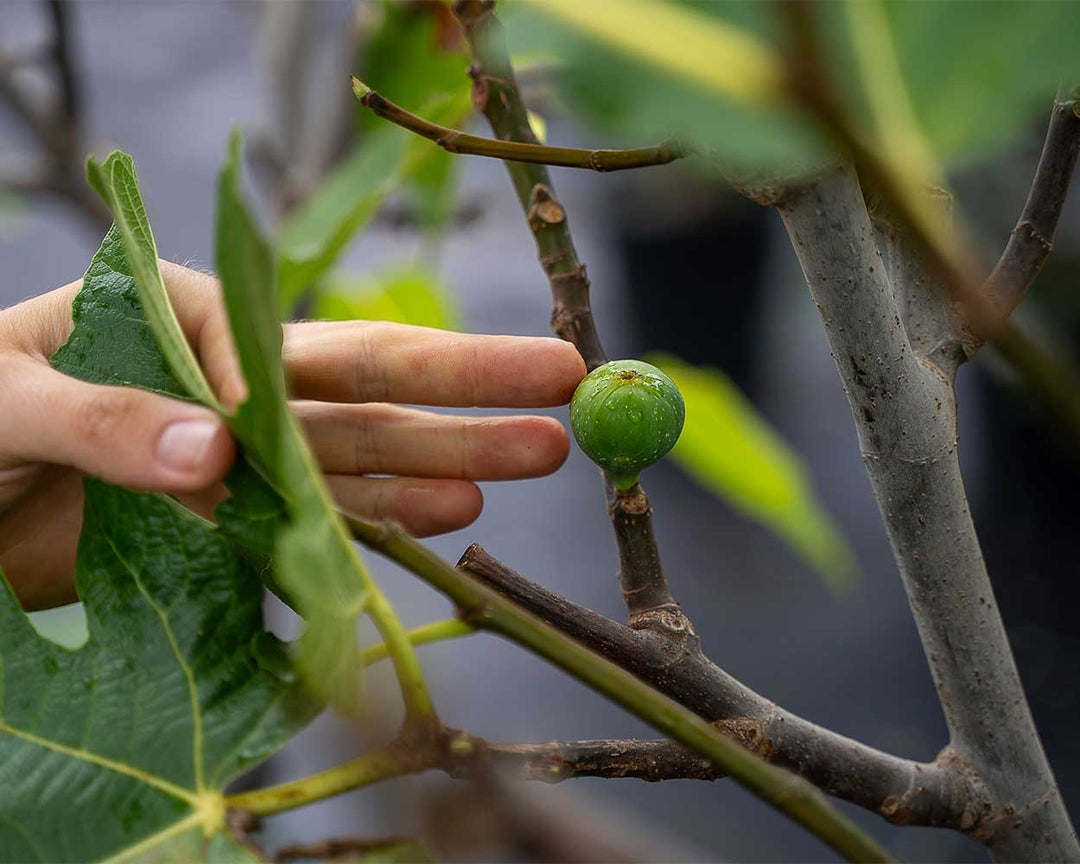 Feigenbaum (Ficus carica)